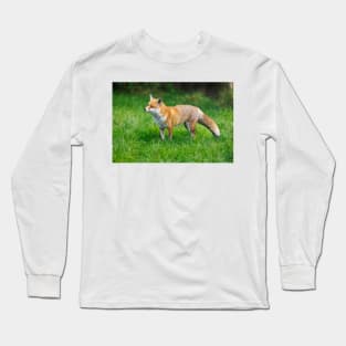 Fox (Vulpes vulpes), a British native mammal Long Sleeve T-Shirt